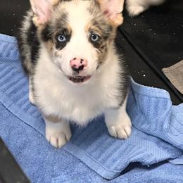 Riley - Blue merle and white male American Corgi puppy in Hico, Texas from Chisholm Trail Kennels