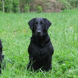 Labrador Retrievers from Moose River Retrievers