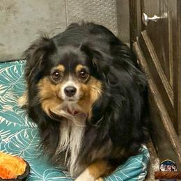 Miniature Australian Shepherd puppies from Best Little Aussies