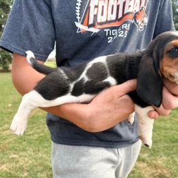 Girl 3 - Black brown and white female Basset Hound puppy in Hudson, Michigan from Bachman’s Kennel