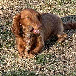 Peaches - Dachshund