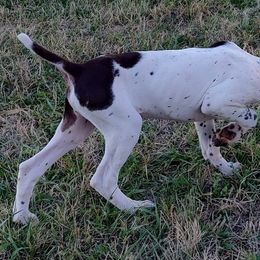 German Shorthaired Pointers from Kecia's Pups