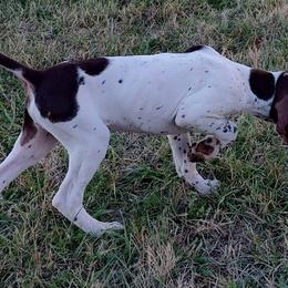 German Shorthaired Pointers from Kecia's Pups