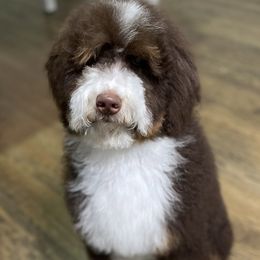 Goose - Bernedoodle