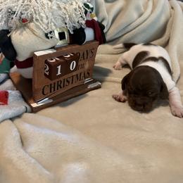 Cookie - Chocolate and tan female Dachshund puppy in Corona, California from Over The Moon Dachshunds