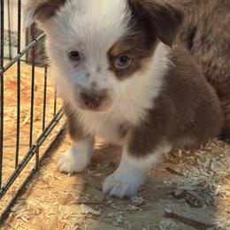 Donner - Red tri male Toy Australian Shepherd puppy in Menan, Idaho from Teton Toy Aussies