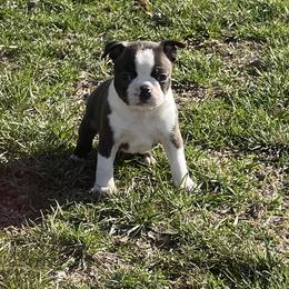 Gus - Brindle and white male Boston Terrier puppy in Fillmore, Illinois from Wind Hill Puppies