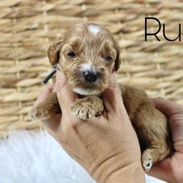 Rum - Apricot male Goldendoodle puppy in Casa Grande, Arizona from AzDoodle Dandies