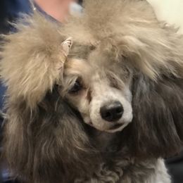 Paris - Poodle
