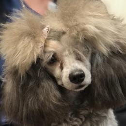 Paris - Poodle
