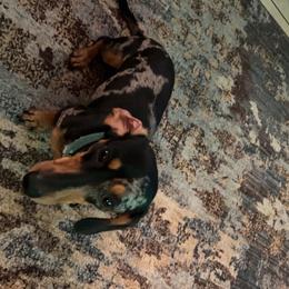 Cowboy - Dachshund