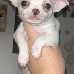 Chihuahua Puppies from Sasha’s Elite Kennel LLC