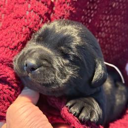 Ember- gray collar - Black male Labrador Retriever puppy in Isanti, Minnesota from Four Corners Family Labs