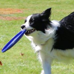 Border Collies from Quamash BCs