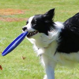 Border Collies from Quamash BCs