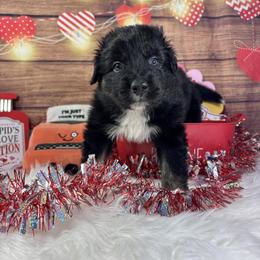 Myth - Black tri-color male Australian Shepherd puppy in Fredericksburg, Virginia from Cooper Ridge Aussies