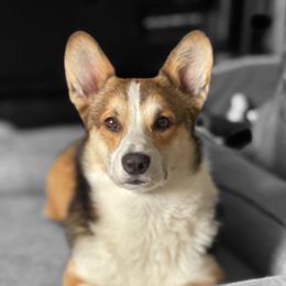 Ciabatta - Pembroke Welsh Corgi