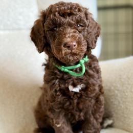 Bob Ross - Chocolate male Goldendoodle puppy in Twin Falls, Idaho from Burrow & Bone