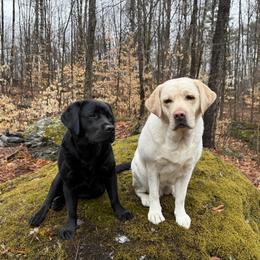 Labrador Retriever puppies from Maple Labradors