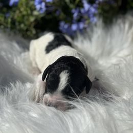 Daffodil - Black and white female Aussiedoodle puppy in Waelder, Texas from Aussiedoodles of Austin