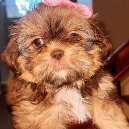 Shih Tzus from Khloe’s Shih Tzus