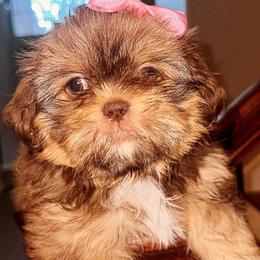 Shih Tzus from Khloe’s Shih Tzus