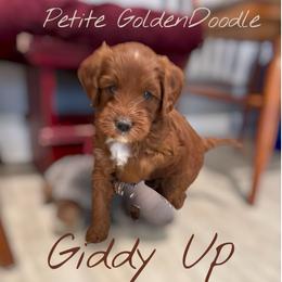 Boots - Red  female Goldendoodle puppy in Henrico, Virginia from Paws 4 Doodles, LLC
