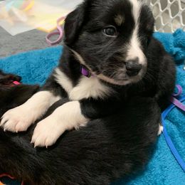 Australian Shepherd Puppies from Farmhouse Aussies