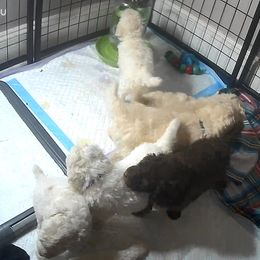 Poodle Puppies from Triangle Standards