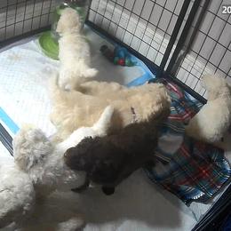 Poodle Puppies from Triangle Standards
