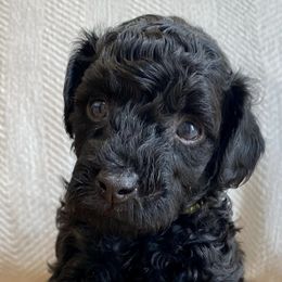 Poodles from Kennison Lane Poodles