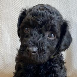 Poodles from Kennison Lane Poodles