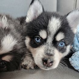 Pomsky Puppies from VooDoux Farms