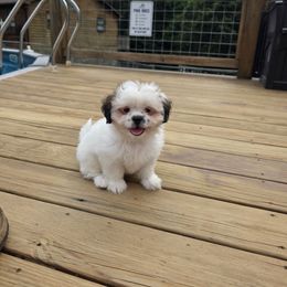 Opie - Brown and white male Shichon puppy in Ronda, North Carolina from Willow River