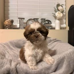 Carli - Liver and white female Shih Tzu puppy in Kodak, Tennessee from Cutshall Babies