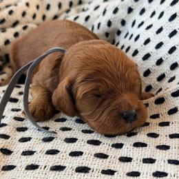 Rigby - Red male Cavapoo puppy in Preston, Idaho from Rocking JH Pup Co
