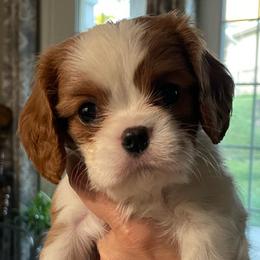 Piccina - Blenheim female Cavalier King Charles Spaniel puppy in Cincinnati, Ohio from Liberty's Legacy Cavaliers