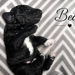 Beau - Black male Labradoodle puppy in Prescott Valley, Arizona from AZ Blue Sky Dogs