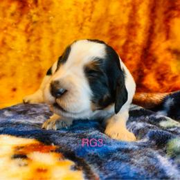 RG3 - Tri-Roan female English Springer Spaniel puppy in Britton, South Dakota from K&S Canines