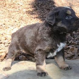 Jett - Red tri-color male Australian Shepherd puppy in Macon, Georgia from Shaina’s Shepherds