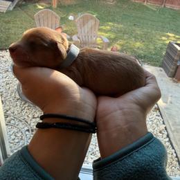 Boy 2 gray - Red male Dachshund puppy in Oakwood, Georgia from Sausage Strolls