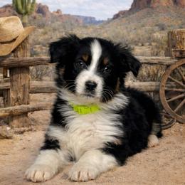 Dancer - Black tri-color male Australian Shepherd puppy in Howardsville, Virginia from Spectacular Aussies and Cavaliers