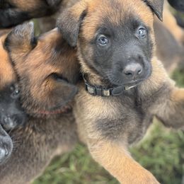 Belgian Malinois Puppies from Fromage Malinois