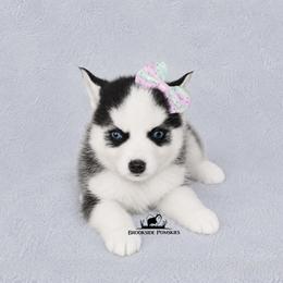 Cookie Blue Eyes - Black and white female Pomsky puppy in Stockton, Utah from Mischa Nelson
