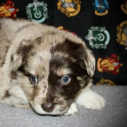 Romeo - Red merle male Miniature Australian Shepherd puppy in El Dorado Springs, Missouri from HP Aussie Kennels