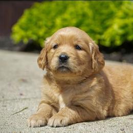 Daisy - Golden female Golden Retriever puppy in Saint Joe, Indiana from Golden Acres Farm