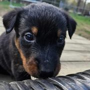 Blue - Black and tan female Beauceron puppy in Strafford, New Hampshire from WildGoose Beaucerons