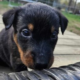 Blue - Black and tan female Beauceron puppy in Strafford, New Hampshire from WildGoose Beaucerons