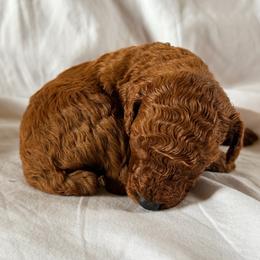 Oliver - Red  male Poodle puppy in Colerain, North Carolina from Lisa's Poodles