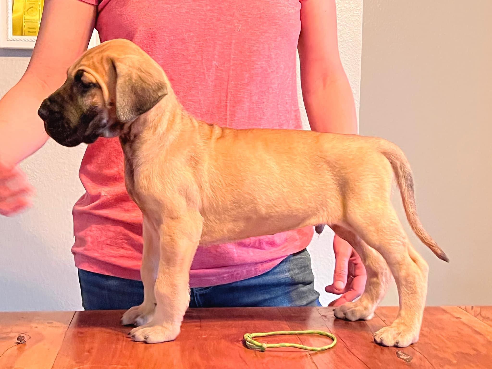 Oak Haven Great Danes in Florida Great Dane puppies Good Dog